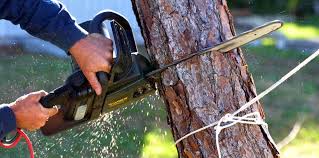 Best Tree Preservation Services  in Bradley Gardens, NJ