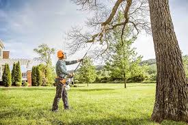 Best Tree Removal  in Bradley Gardens, NJ