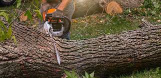 Best Storm Damage Tree Cleanup  in Bradley Gardens, NJ
