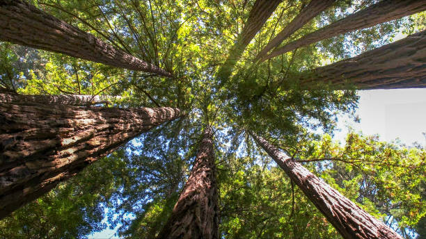 Best Tree Risk Assessment  in Bradley Gardens, NJ