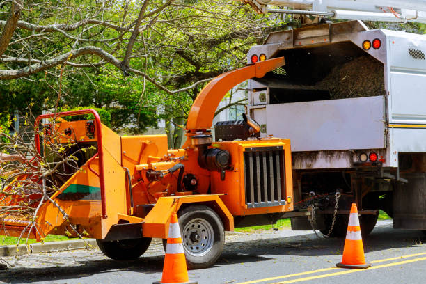 Best Tree Trimming and Pruning  in Bradley Gardens, NJ