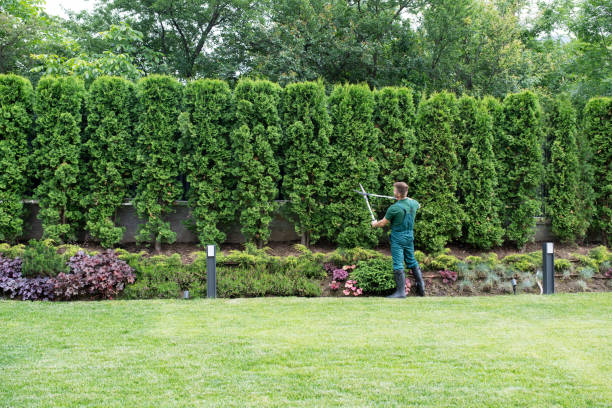 Best Leaf Removal  in Bradley Gardens, NJ