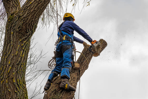 Lawn Pest Prevention in Bradley Gardens, NJ
