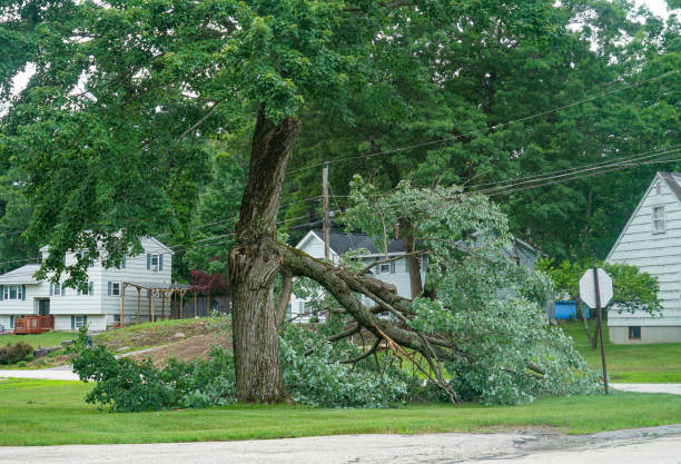 Best Tree Health Inspection  in Bradley Gardens, NJ