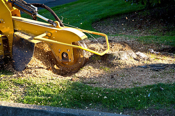Best Utility Line Clearance  in Bradley Gardens, NJ