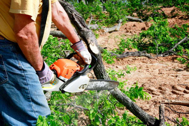 Best Weed Control  in Bradley Gardens, NJ